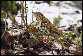 Image result for Zoothera dauma