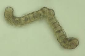 Attēlu rezultāti vaicājumam “Orthotrichum pumilum”