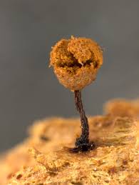 Attēlu rezultāti vaicājumam “Cribraria oregana”