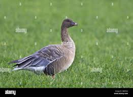Image result for Anser brachyrhynchus