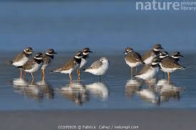 Attēlu rezultāti vaicājumam “Charadrius hiaticula”