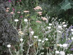 Image result for Lychnis coronaria alba