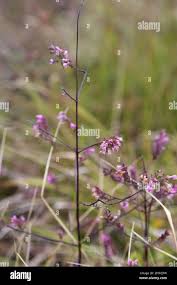 Attēlu rezultāti vaicājumam “Odontites vulgaris flower”