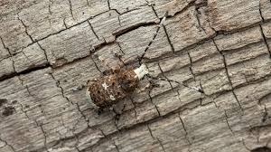 Attēlu rezultāti vaicājumam “Platystomos albinus”