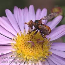 Attēlu rezultāti vaicājumam “Sicus ferrugineus”