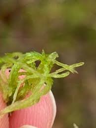 Attēlu rezultāti vaicājumam “Sphagnum fimbriatum”