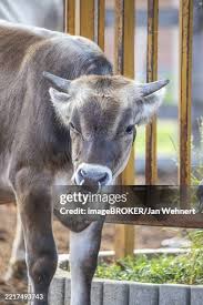 Attēlu rezultāti vaicājumam “Bos primigenius taurus”