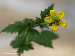 Image result for Geum urbanum