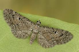 Attēlu rezultāti vaicājumam “Eupithecia pusillata”