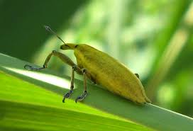 Attēlu rezultāti vaicājumam “Lixus iridis”