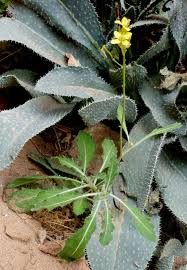 Attēlu rezultāti vaicājumam “Sinapis arvensis leaf”