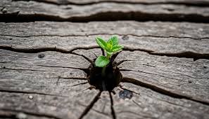 Attēlu rezultāti vaicājumam “Lycogala irregulare young”