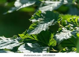 Attēlu rezultāti vaicājumam “Corylus avellana leaf”