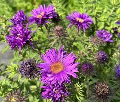 Image result for Aster novae-angliae