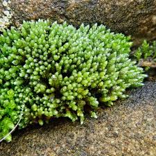 Attēlu rezultāti vaicājumam “Bryum argenteum sporophyte”