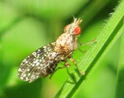 Attēlu rezultāti vaicājumam “Trypetoptera punctulata”