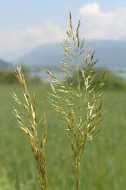 Attēlu rezultāti vaicājumam “Trisetum flavescens flower”