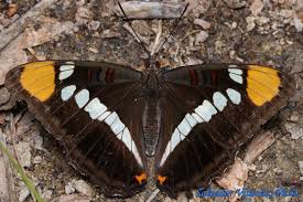 Attēlu rezultāti vaicājumam “Nymphalidae”