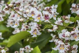 Attēlu rezultāti vaicājumam “Catalpa”