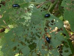 Attēlu rezultāti vaicājumam “Agelastica alni larva”