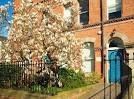 Magnolia growing in the garden of a Queen's University property in - via Daymix