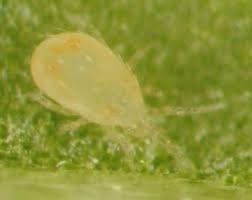 Attēlu rezultāti vaicājumam “Ptilidium pulcherrimum sporophyte”