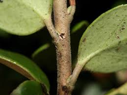 Attēlu rezultāti vaicājumam “Vaccinium vitis-idaea bud”