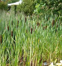 Image result for Rohrkolben