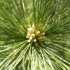 Attēlu rezultāti vaicājumam “Pinus peuce”