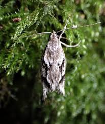 Attēlu rezultāti vaicājumam “Chimabachidae”