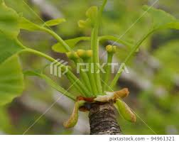 Attēlu rezultāti vaicājumam “Ginkgo biloba female flower”
