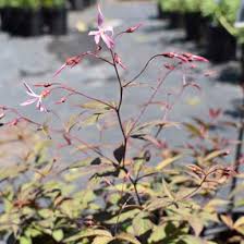 Attēlu rezultāti vaicājumam “Gillenia trifoliata flower”