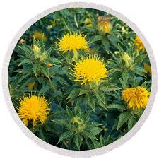 Image result for Carthamus tinctorius