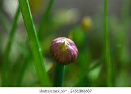 Attēlu rezultāti vaicājumam “Allium schoenoprasum bud”