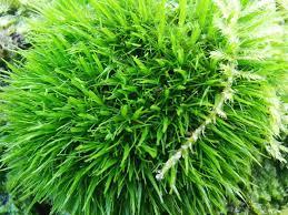 Attēlu rezultāti vaicājumam “Dicranum viride”