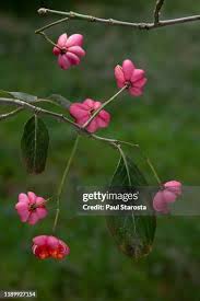 Attēlu rezultāti vaicājumam “Euonymus europaeus bud”
