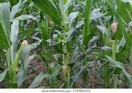 Image result for Mais