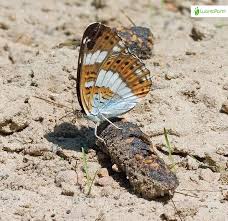 Attēlu rezultāti vaicājumam “Limenitis camilla upperside”