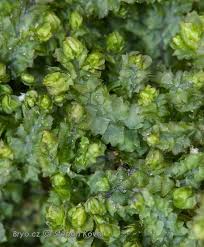 Attēlu rezultāti vaicājumam “Barbilophozia barbata”