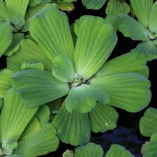 Attēlu rezultāti vaicājumam “Pistia stratiotes”