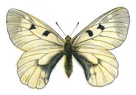 Attēlu rezultāti vaicājumam “Parnassius mnemosyne”