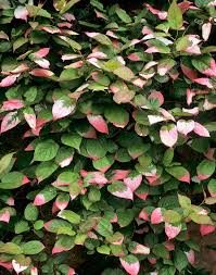 Attēlu rezultāti vaicājumam “Actinidia kolomikta”