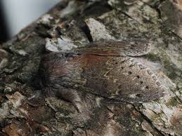 Attēlu rezultāti vaicājumam “Stauropus fagi”