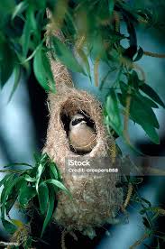 Attēlu rezultāti vaicājumam “Remiz pendulinus nest”