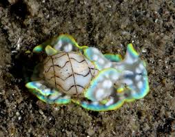 Attēlu rezultāti vaicājumam “Meloe sp. imago”