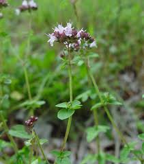 Image result for Origanum majorana