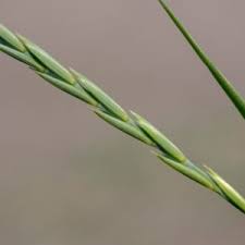 Attēlu rezultāti vaicājumam “Elytrigia repens”