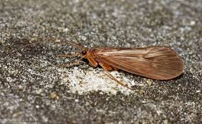 Attēlu rezultāti vaicājumam “Potamophylax”