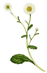 Image result for Leucanthemum vulgare