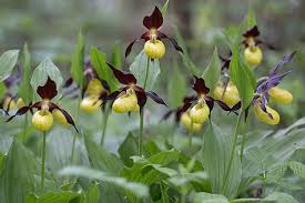 Attēlu rezultāti vaicājumam “Cypripedium calceolus flower”